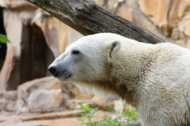 knut-zoo-berlin (8).jpg